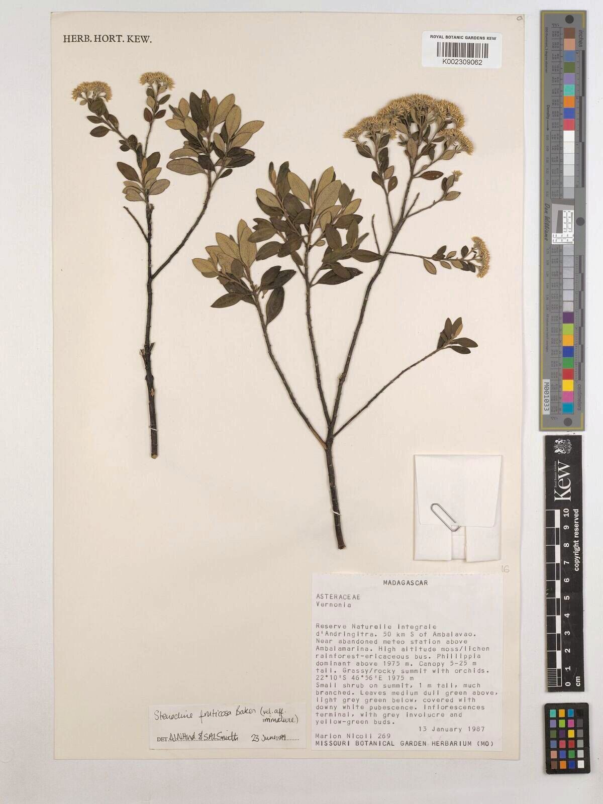 Helichrysum baronii — houseplant care guide