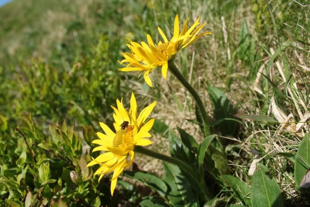 Doronicum clusii flower