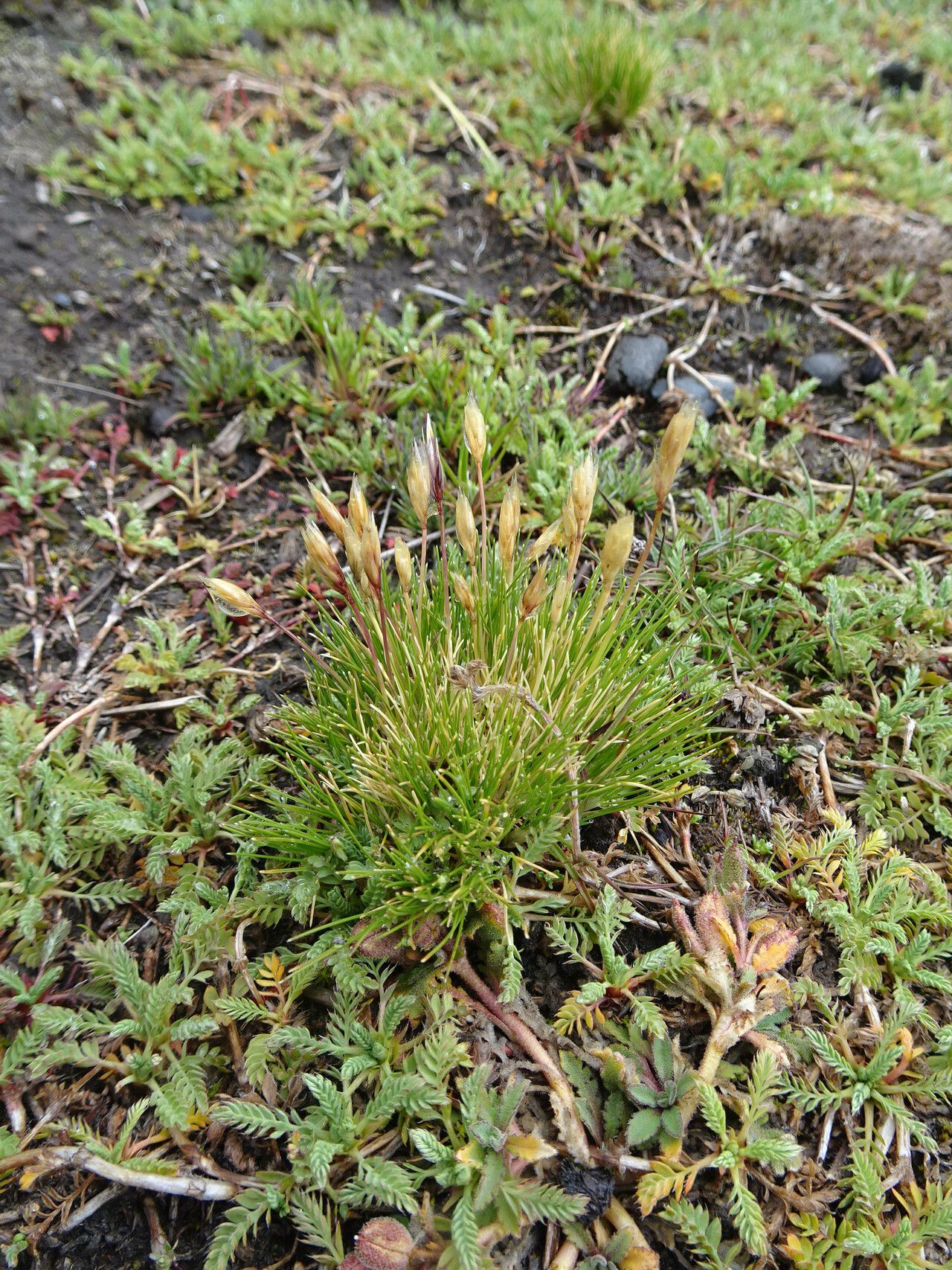 Cinnagrostis minima habit