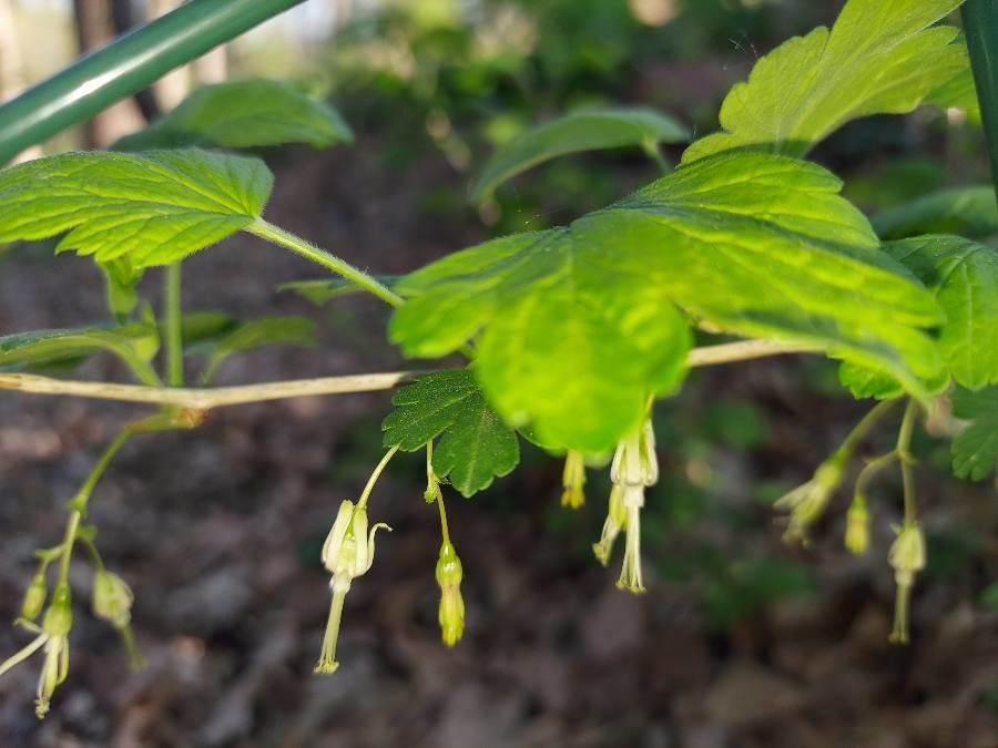 Ribes cynosbati flower