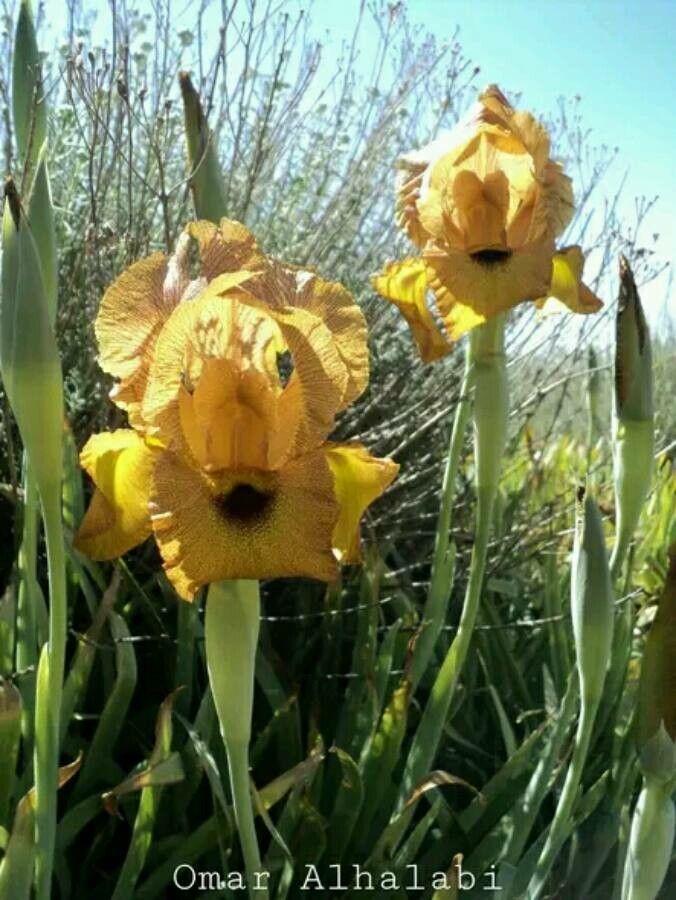 Iris auranitica flower