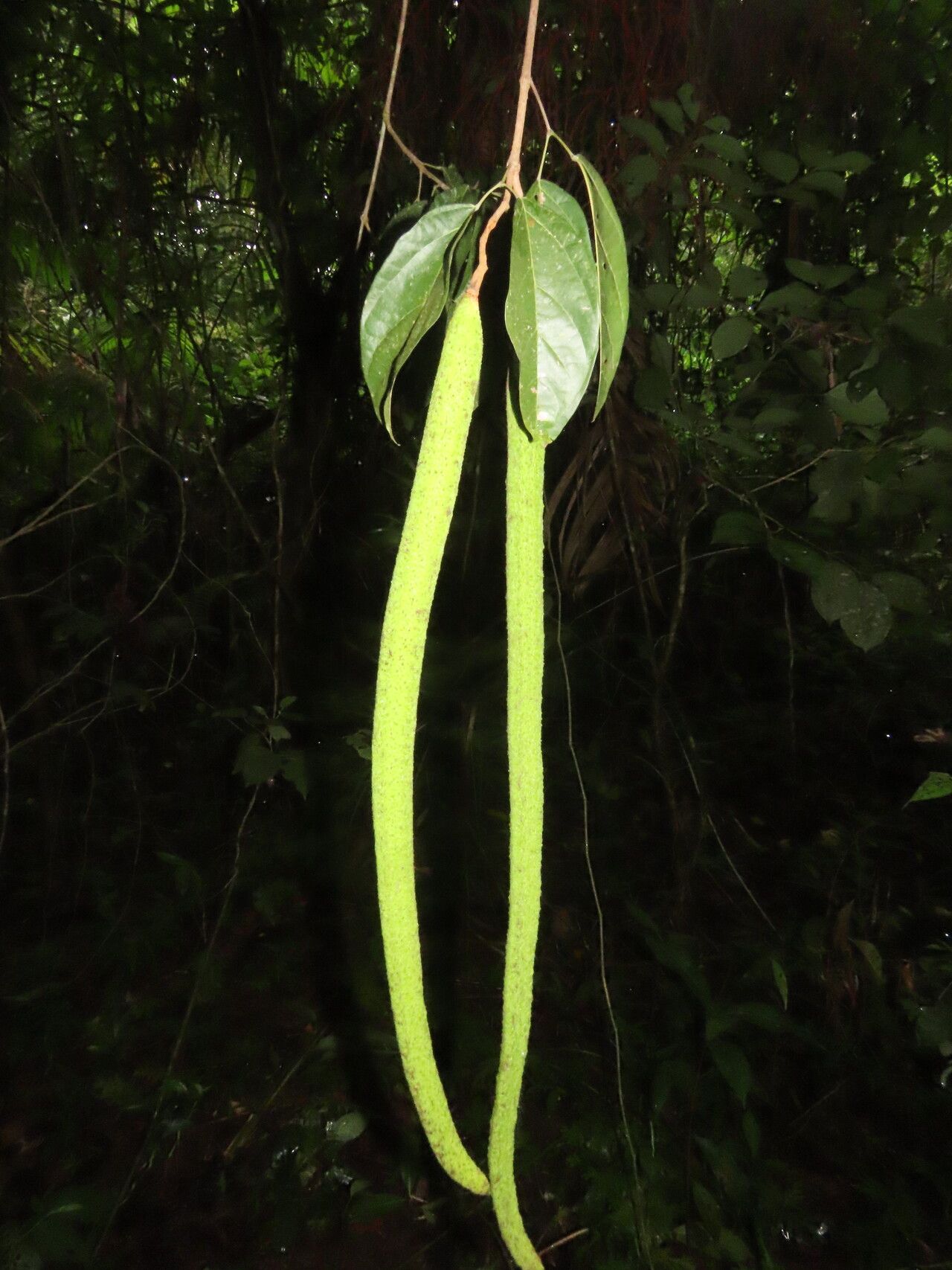 Fridericia schumanniana fruit