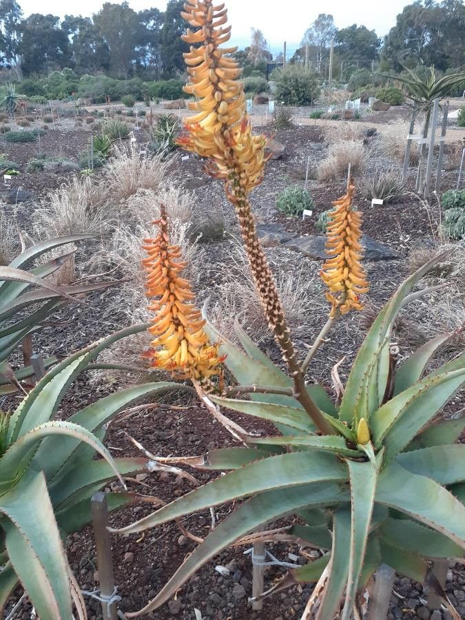 Aloe africana flower