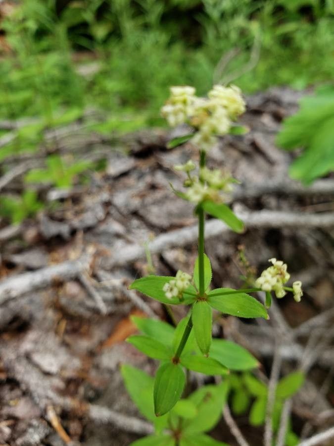 Galium oreganum flower
