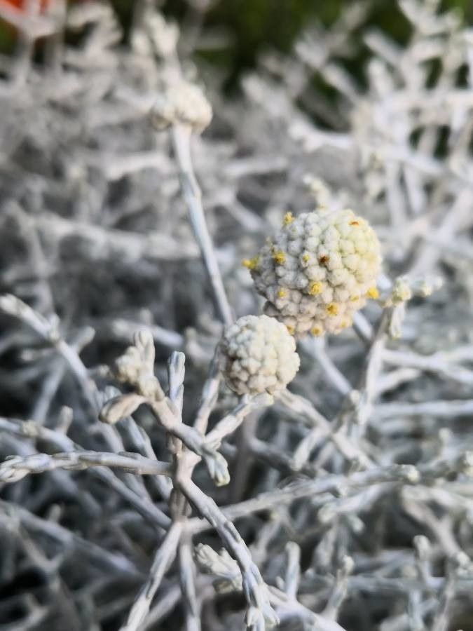 Leucophyta brownii flower