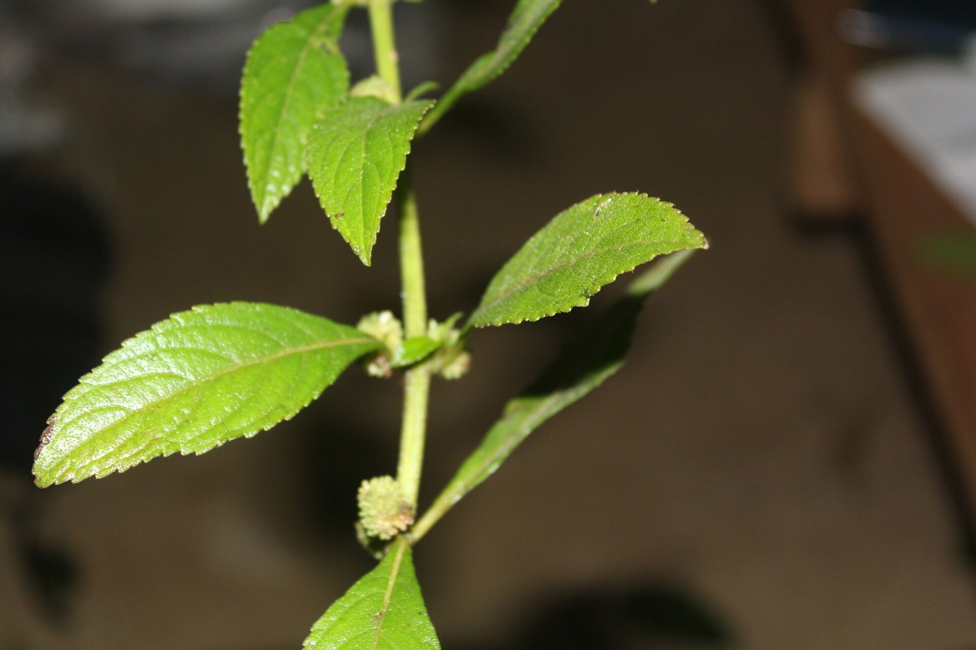 Hyptis obtusiflora leaf