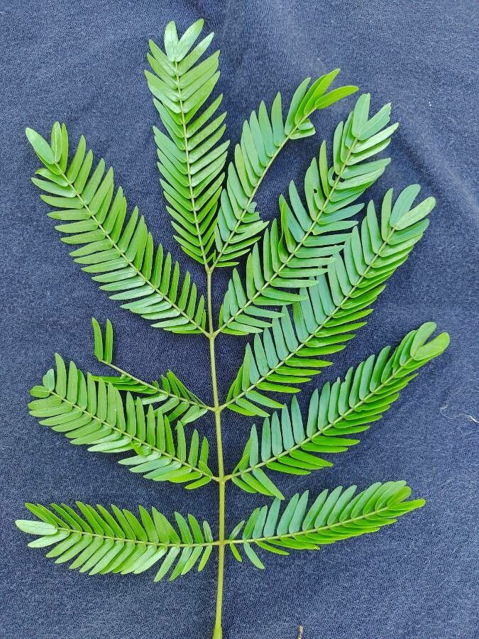 Cojoba sophorocarpa — search result for 'Cojoba'