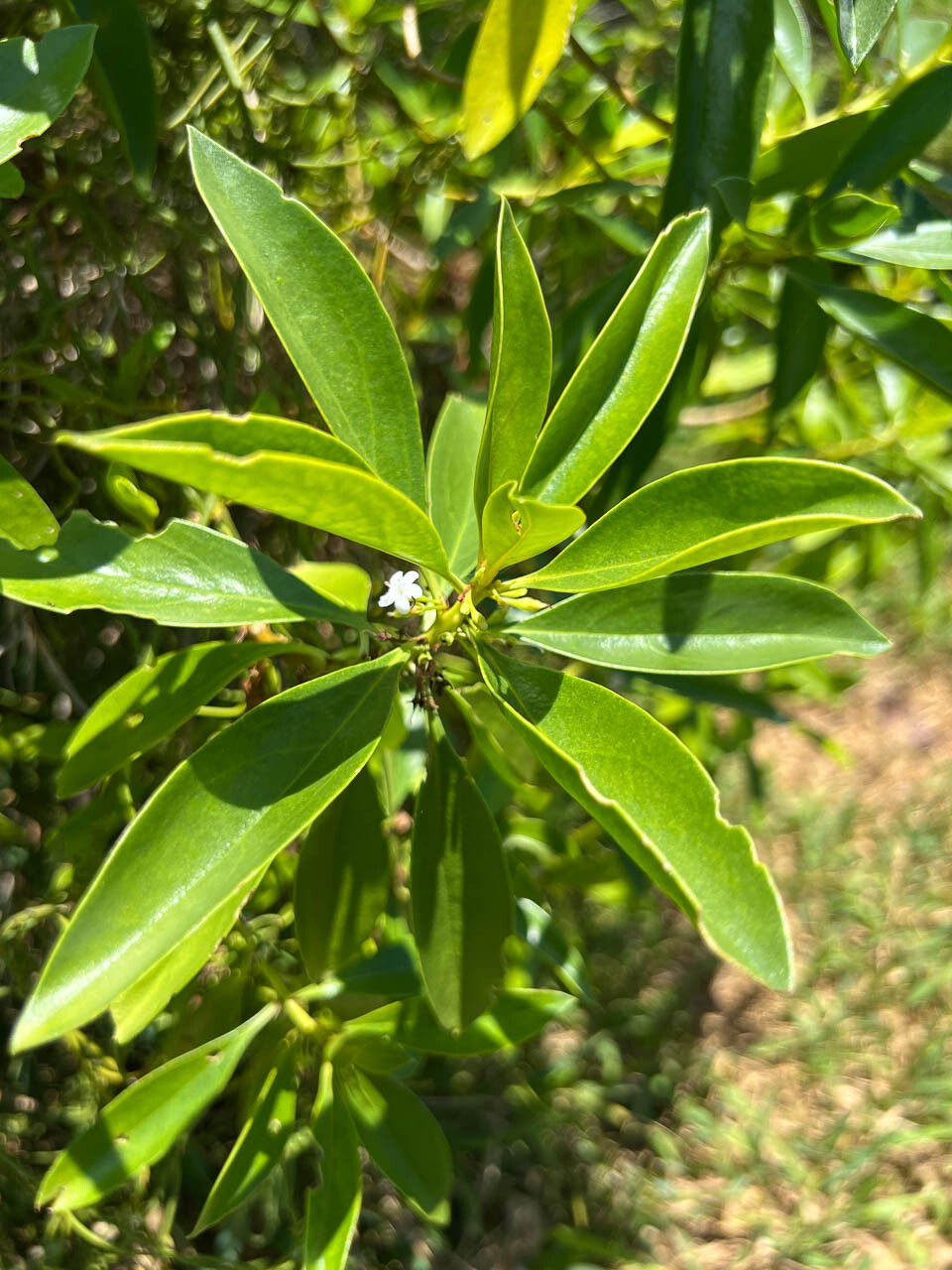 Myoporum crassifolium flower