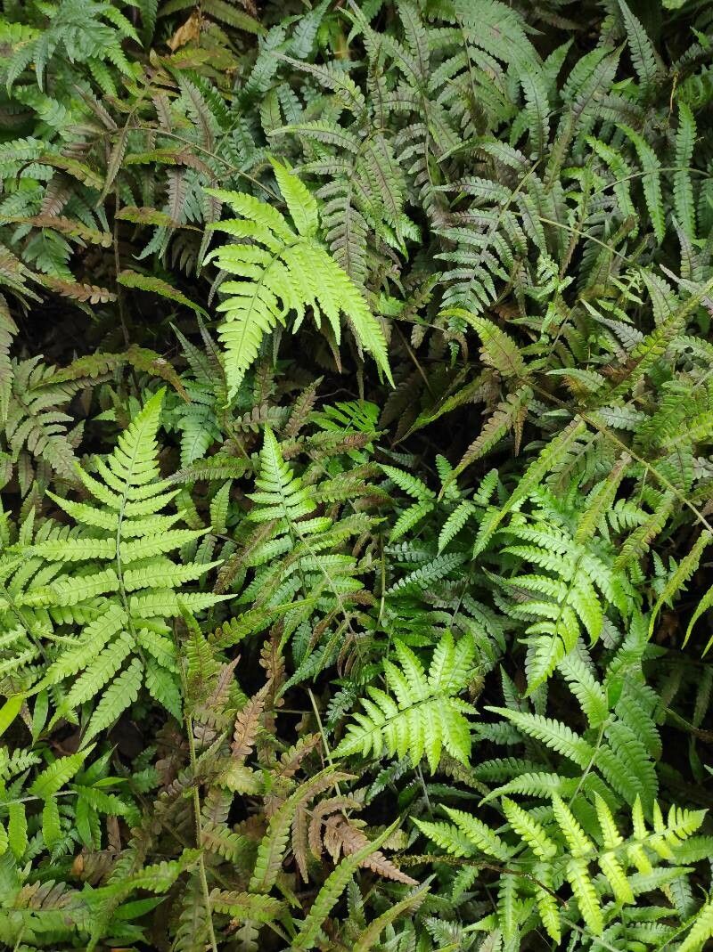 Deparia petersenii — houseplant care guide