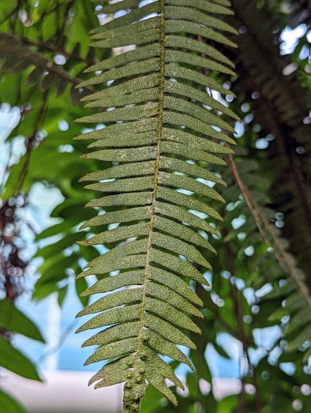 Pleopeltis hirsutissima — houseplant care guide