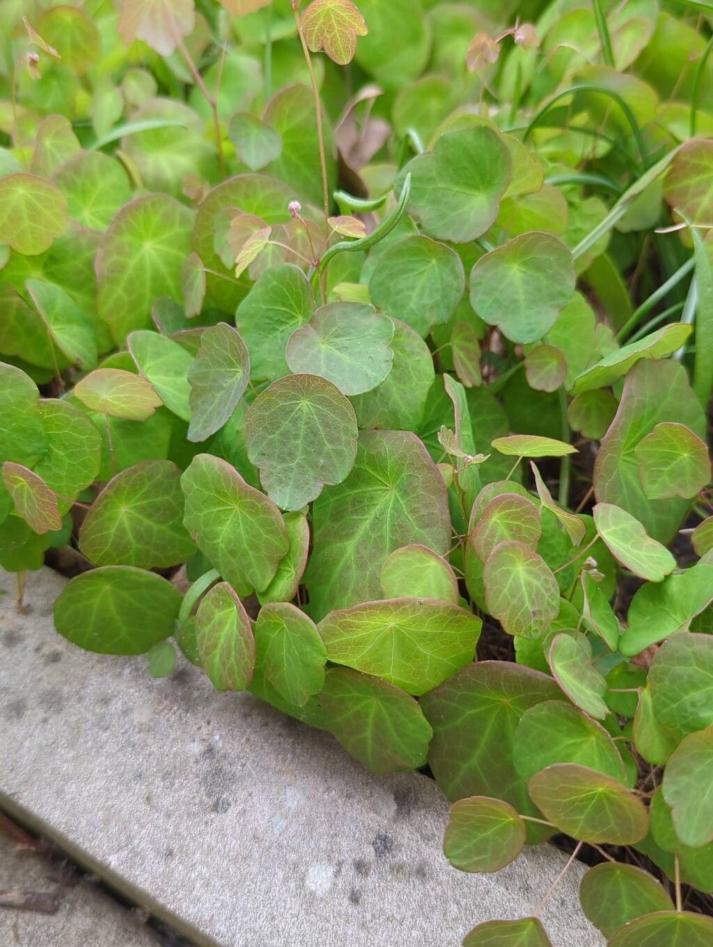 Thalictrum ichangense leaf