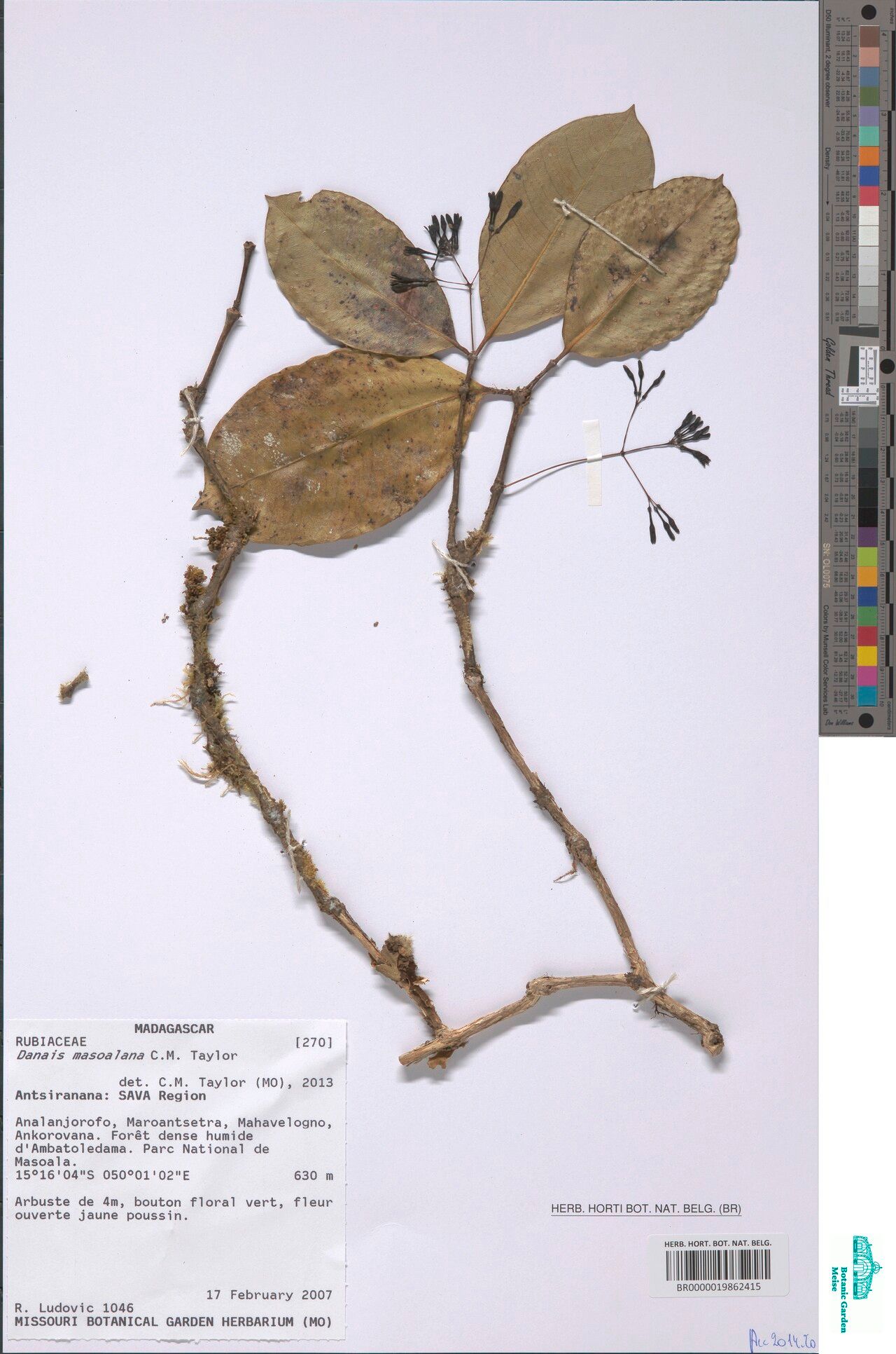 Danais masoalana — houseplant care guide