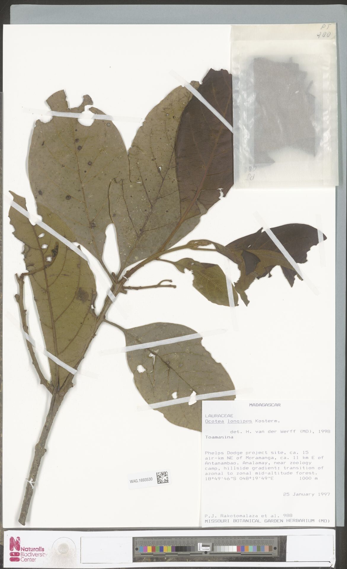 Ocotea longipes — houseplant care guide