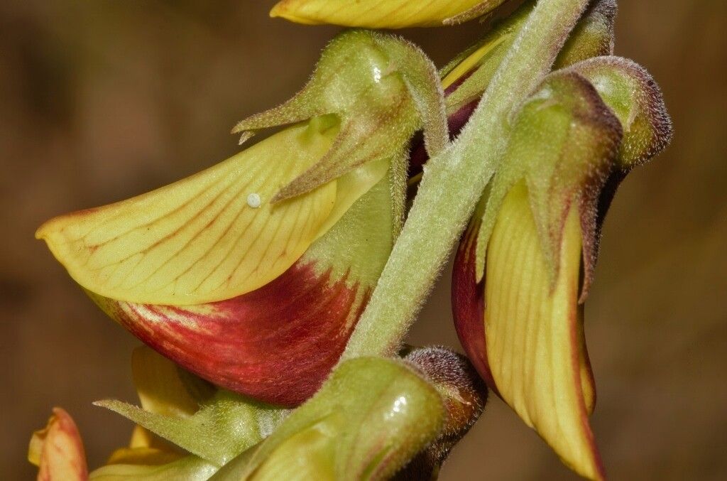 Crotalaria rogersii flower