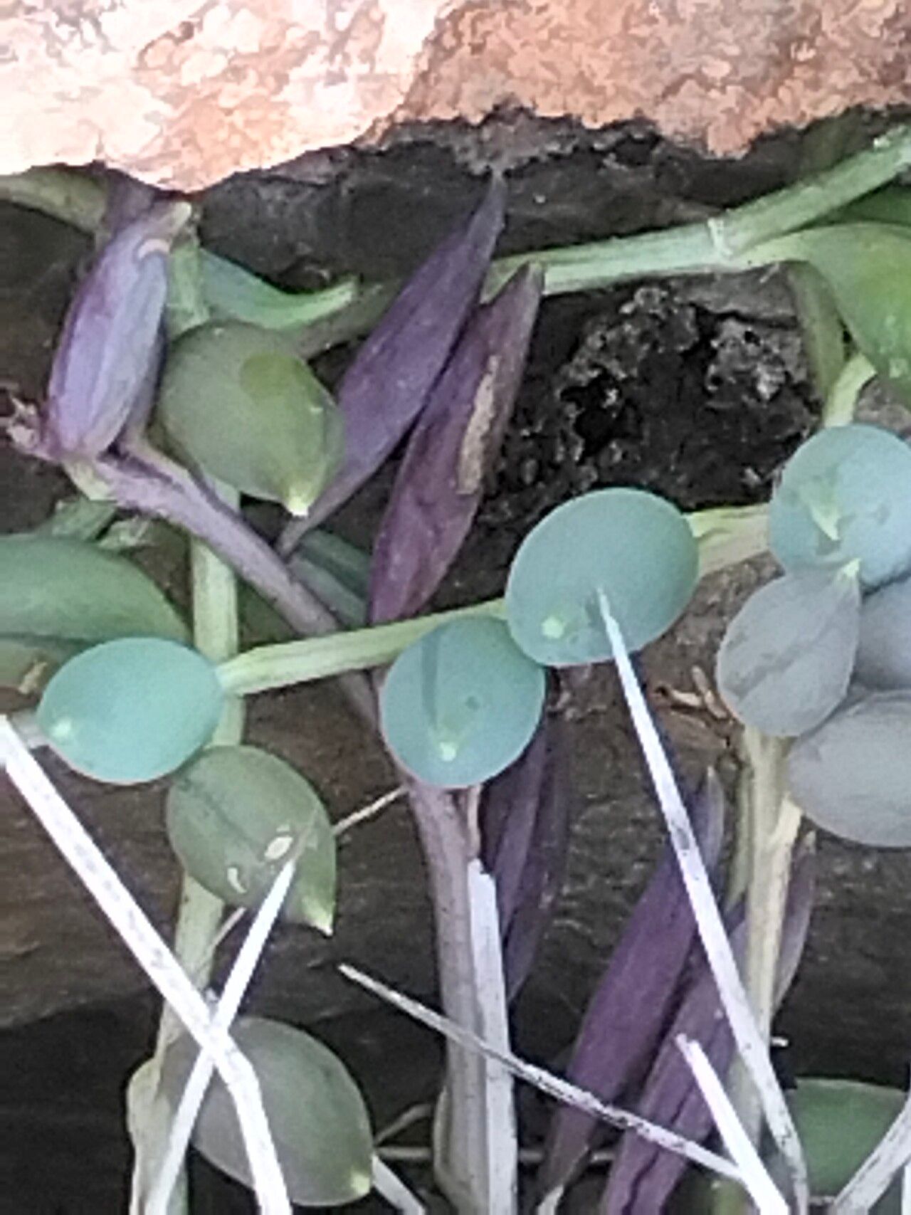Senecio radicans bark