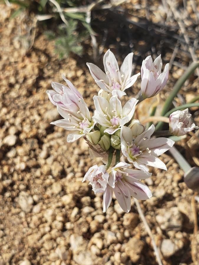 Allium macropetalum — search result for 'Allium'
