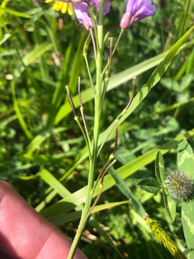 Cardamine raphanifolia fruit
