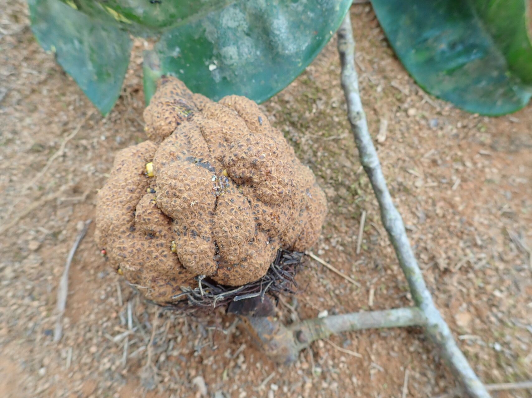 Pentadesma grandifolia — related species from the same genus