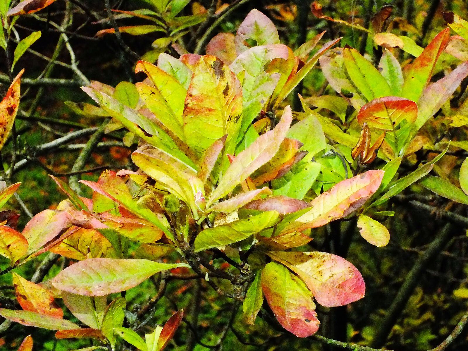 Rhododendron occidentale leaf