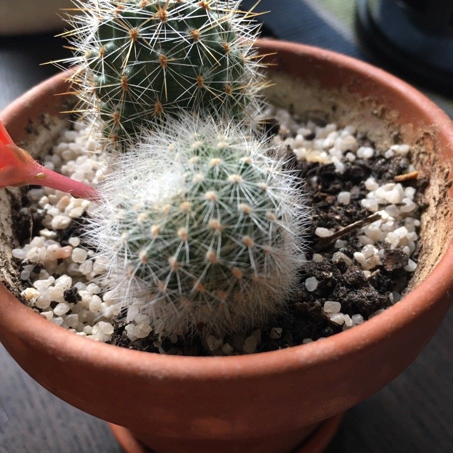 Echinocereus polyacanthus habit