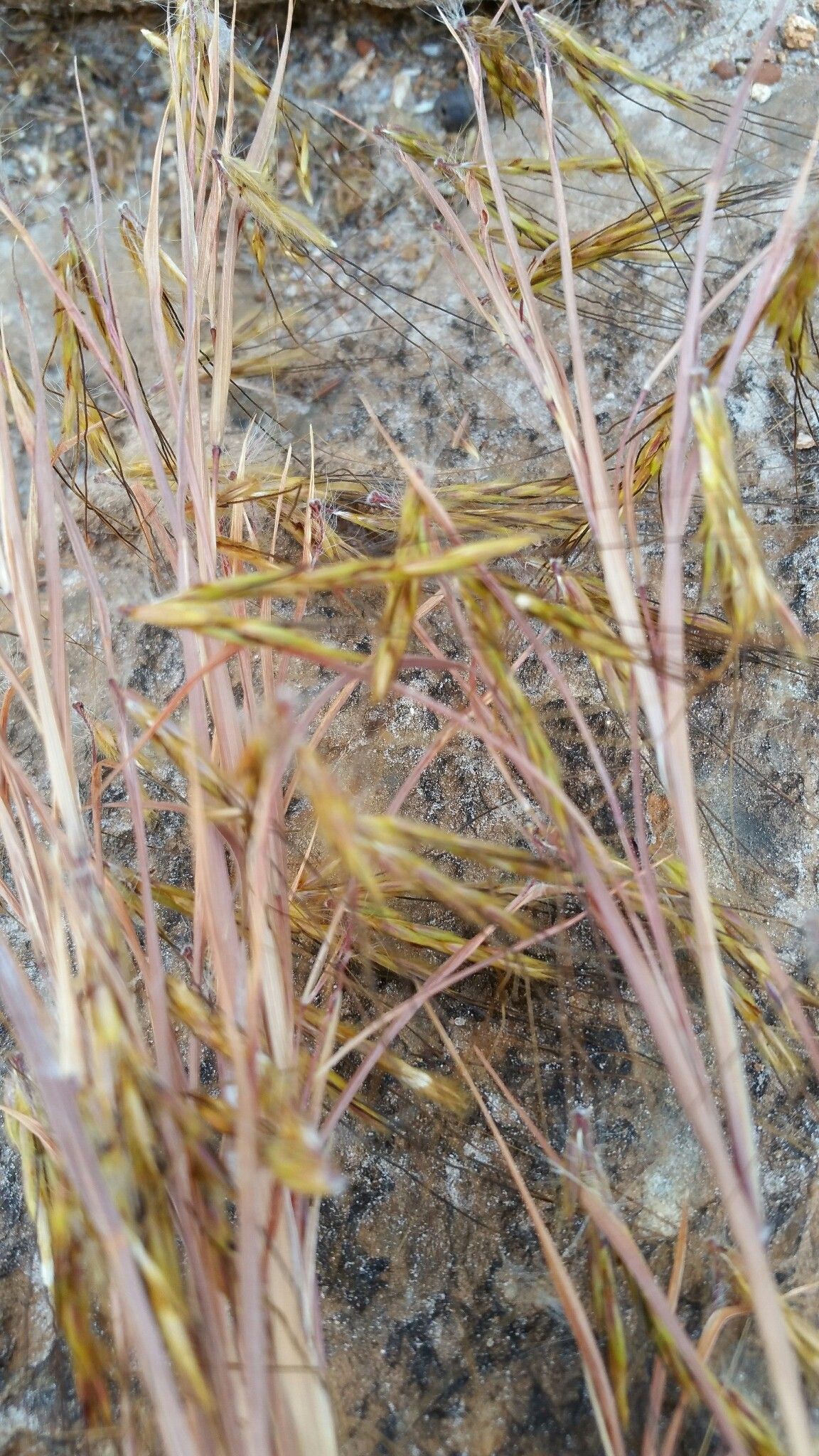 Hyparrhenia nyassae — houseplant care guide