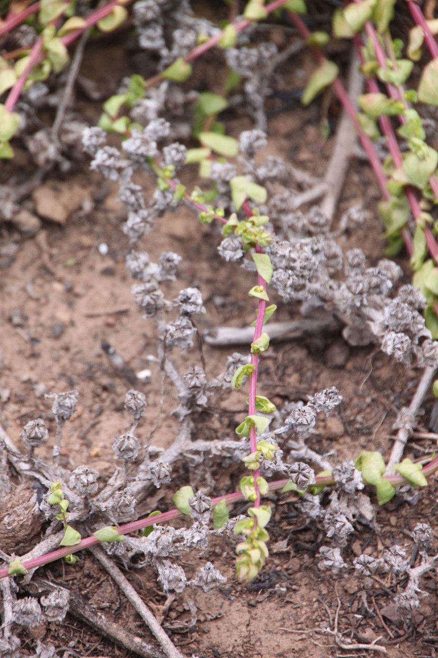 Aphanisma blitoides habit