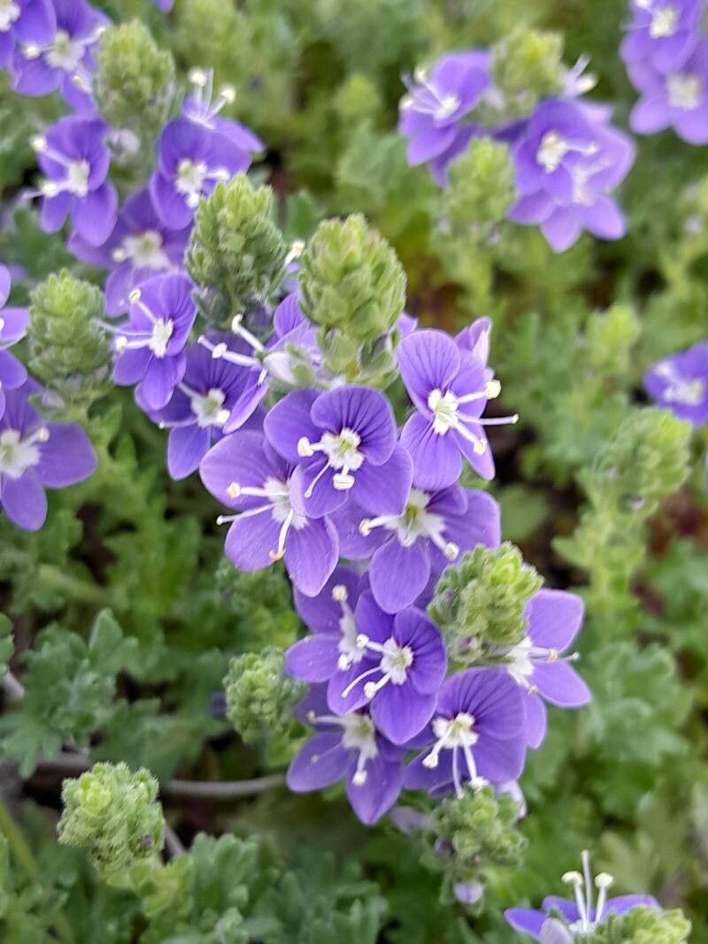 Veronica pectinata flower