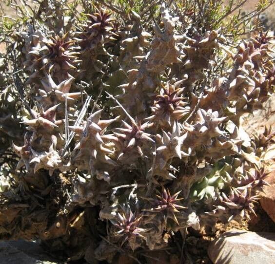 Quaqua mammillaris habit