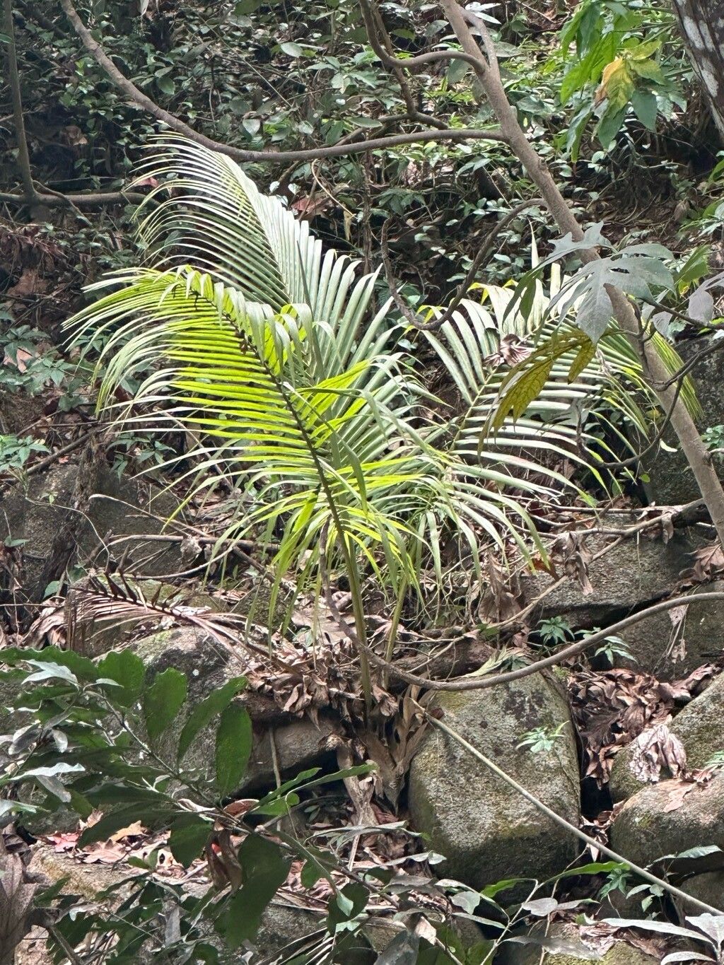 Nephrosperma vanhoutteanum leaf