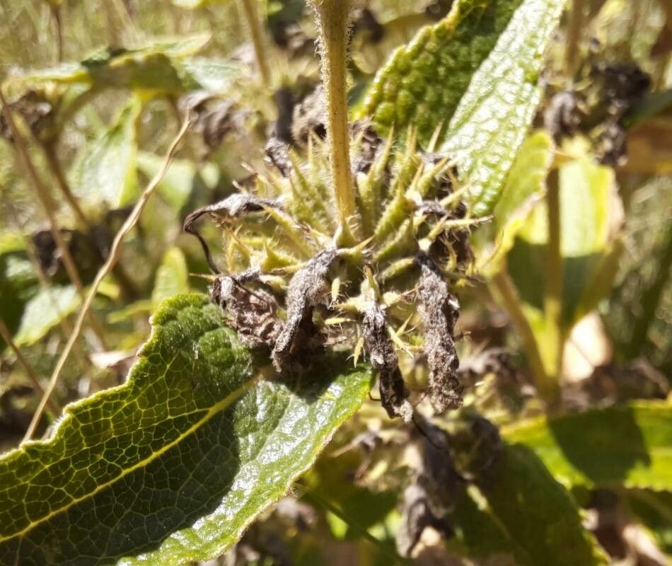 Phlomis herba-venti fruit