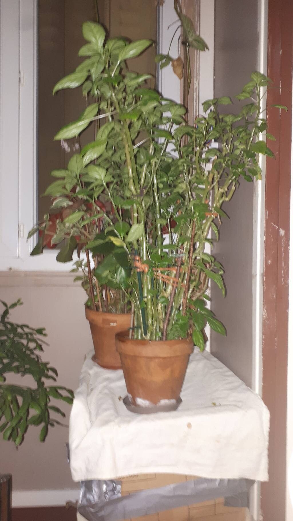 Impatiens × kaskazinii — houseplant care guide