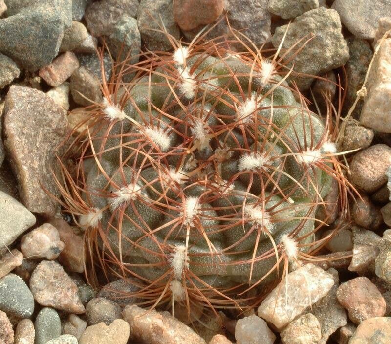 Gymnocalycium mesopotamicum — search result for 'Gymnocalycium'