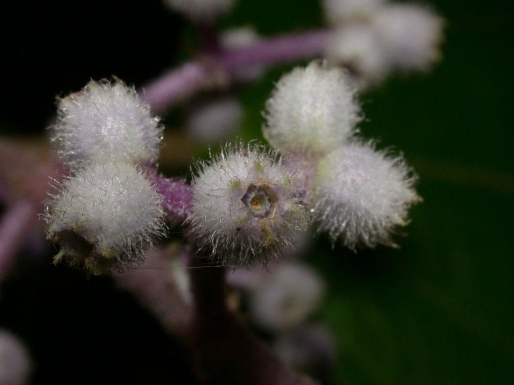 Miconia dorsiloba fruit