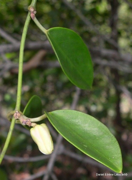 Vincetoxicum biglandulosum leaf
