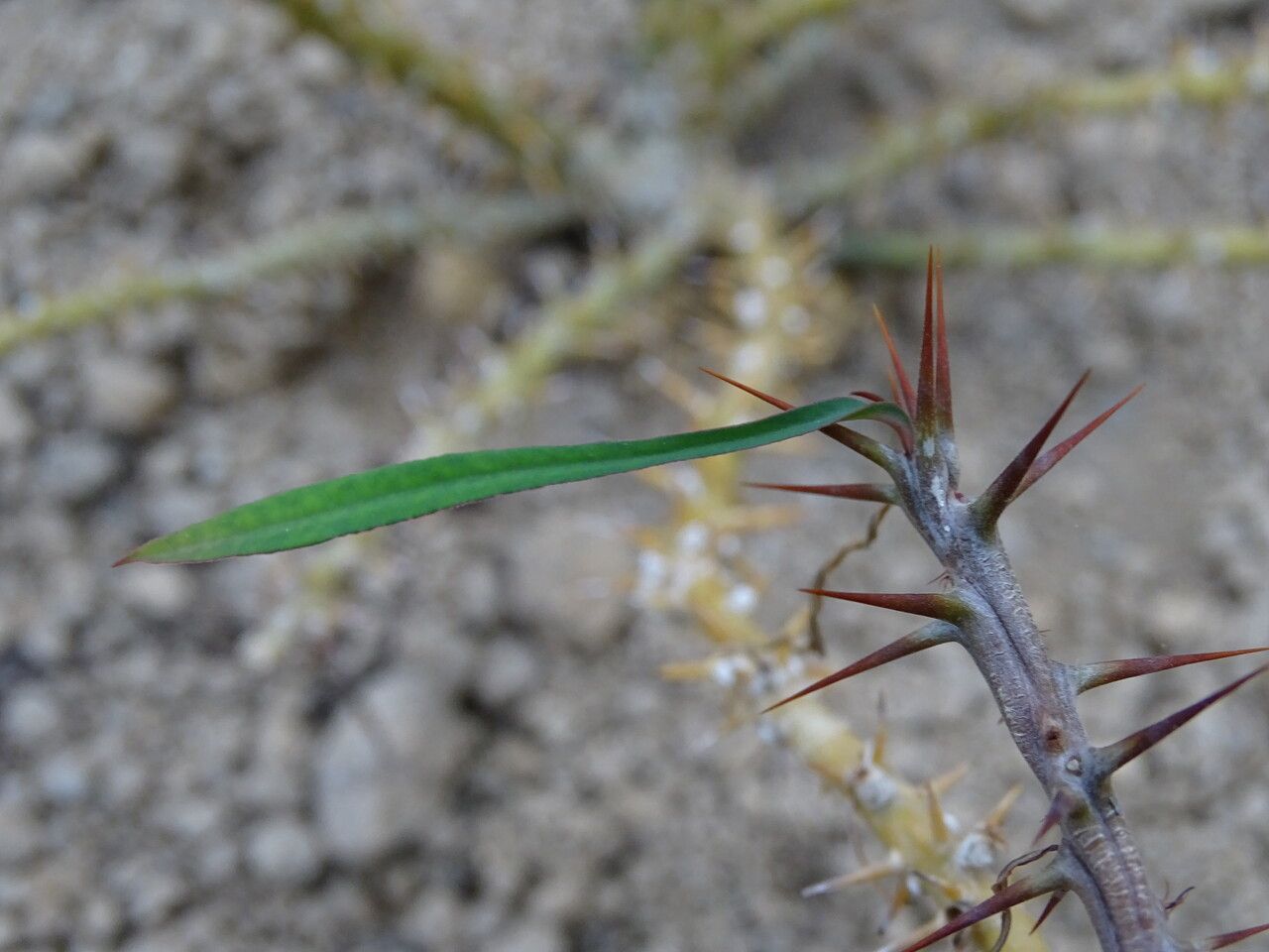 Euphorbia neobosseri — houseplant care guide