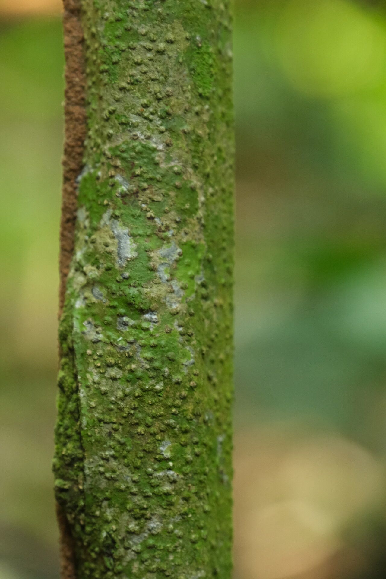 Strychnos icaja bark