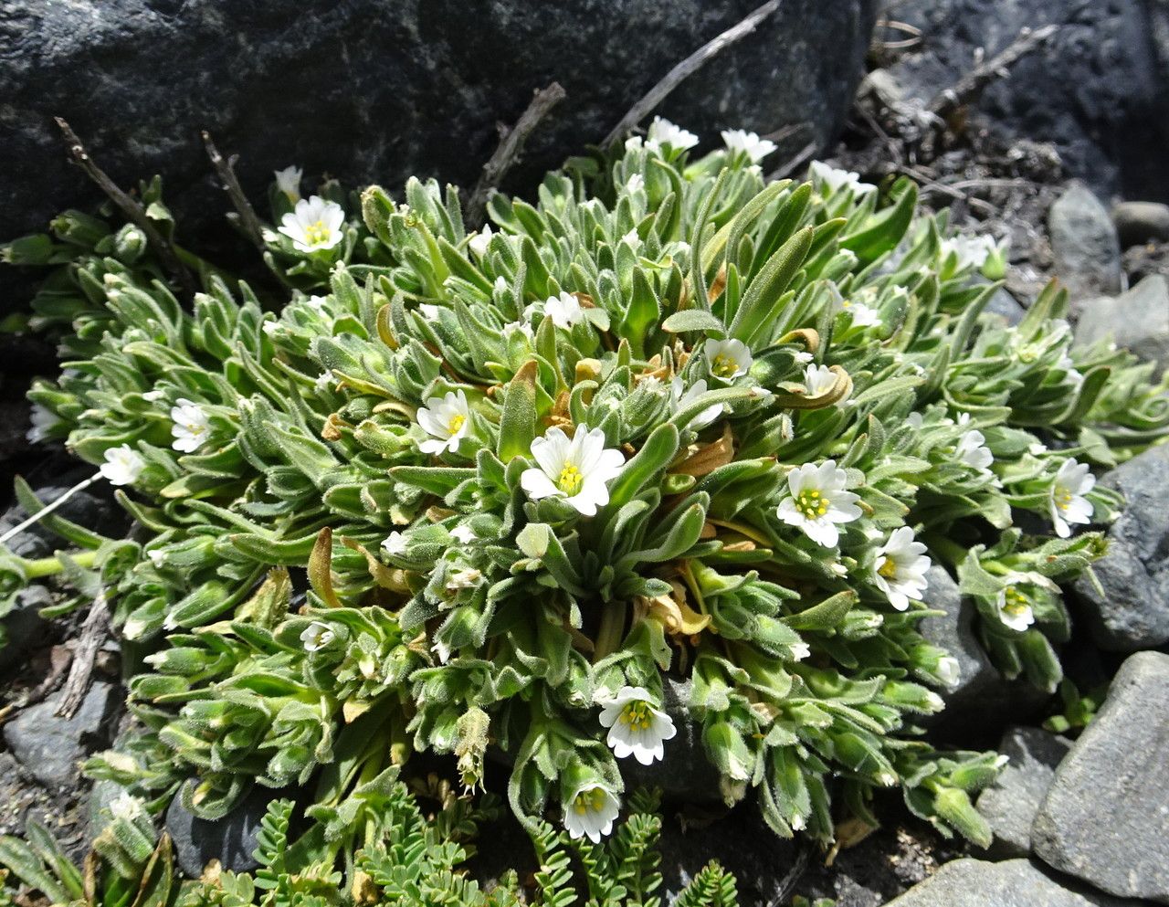Cerastium peruvianum habit