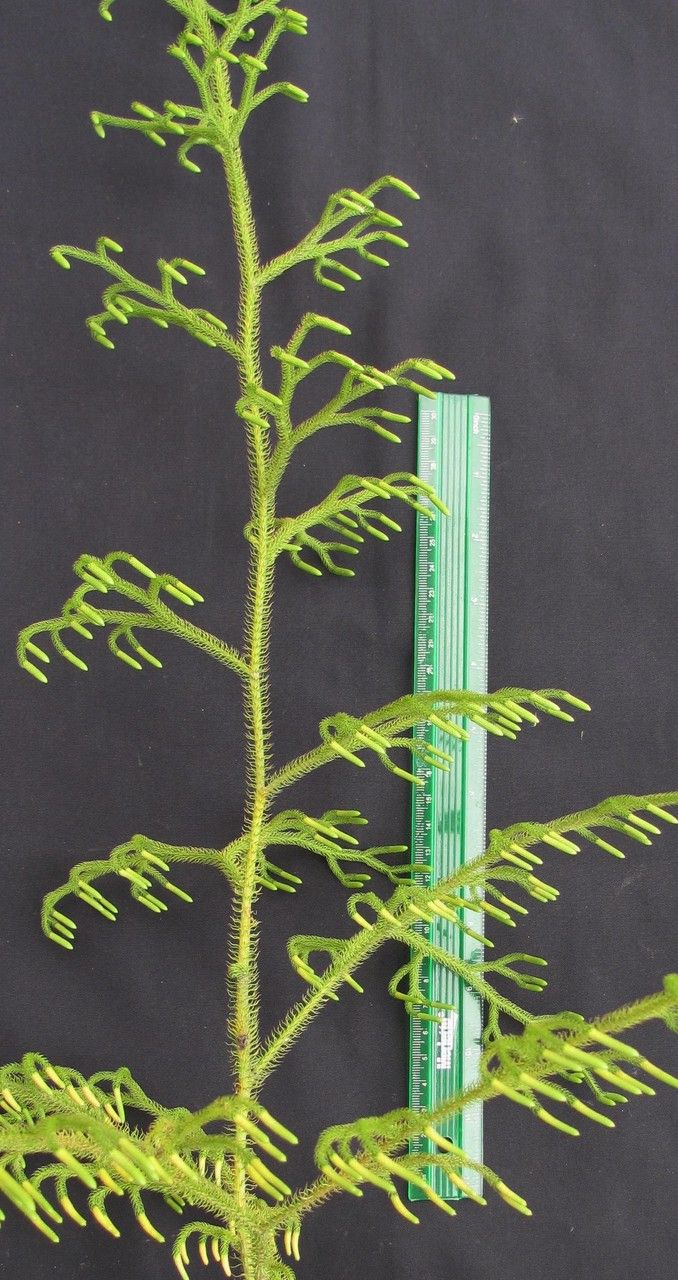 Lycopodiella glaucescens other