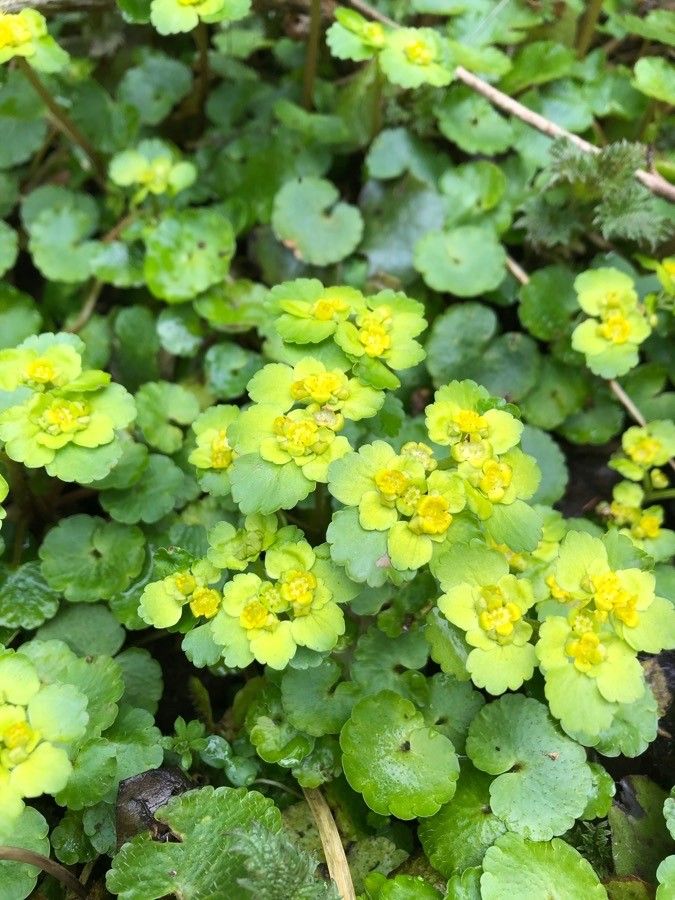 Chrysosplenium alternifolium — related species from the same genus