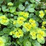 Chrysosplenium alternifolium