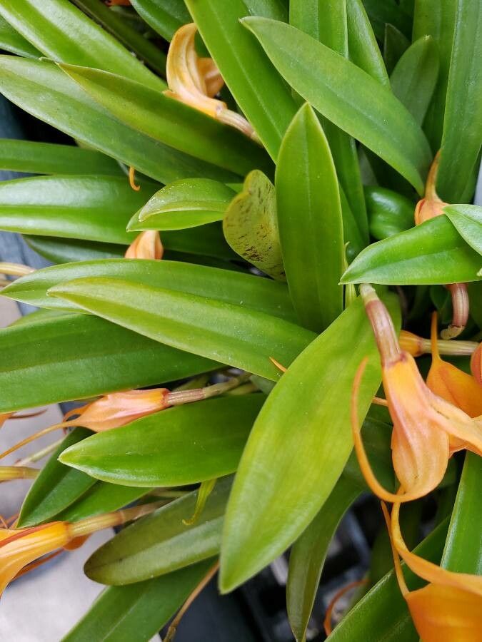 Maxillaria attenuata — houseplant care guide