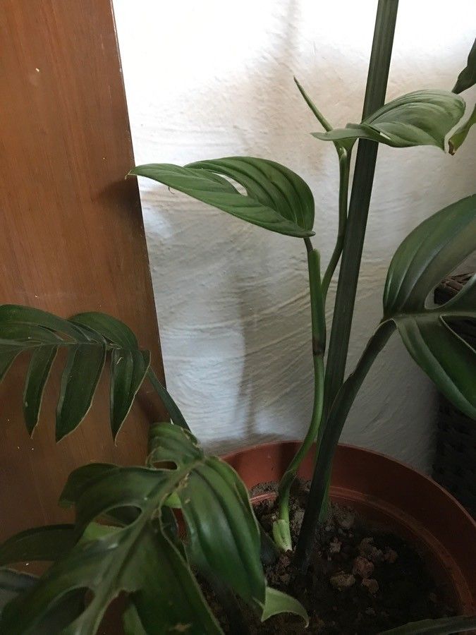 Monstera pinnatipartita bark