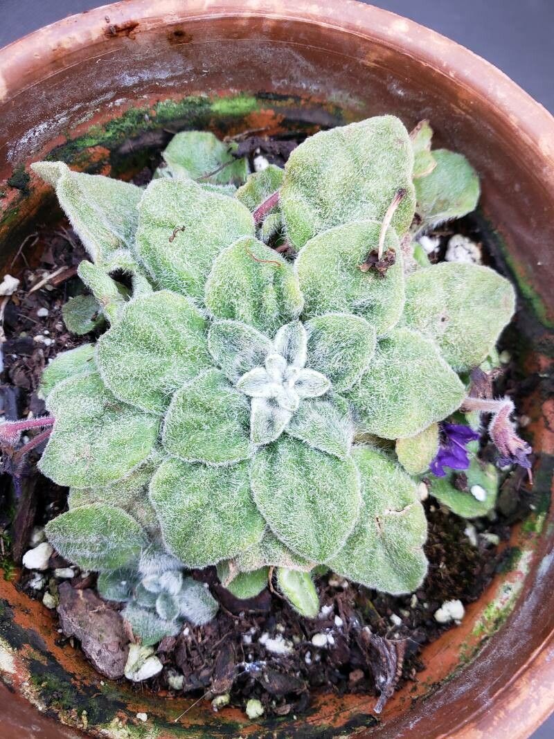 Petrocosmea flaccida — related species from the same genus