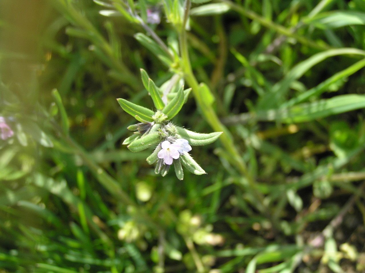 Buglossoides incrassata other