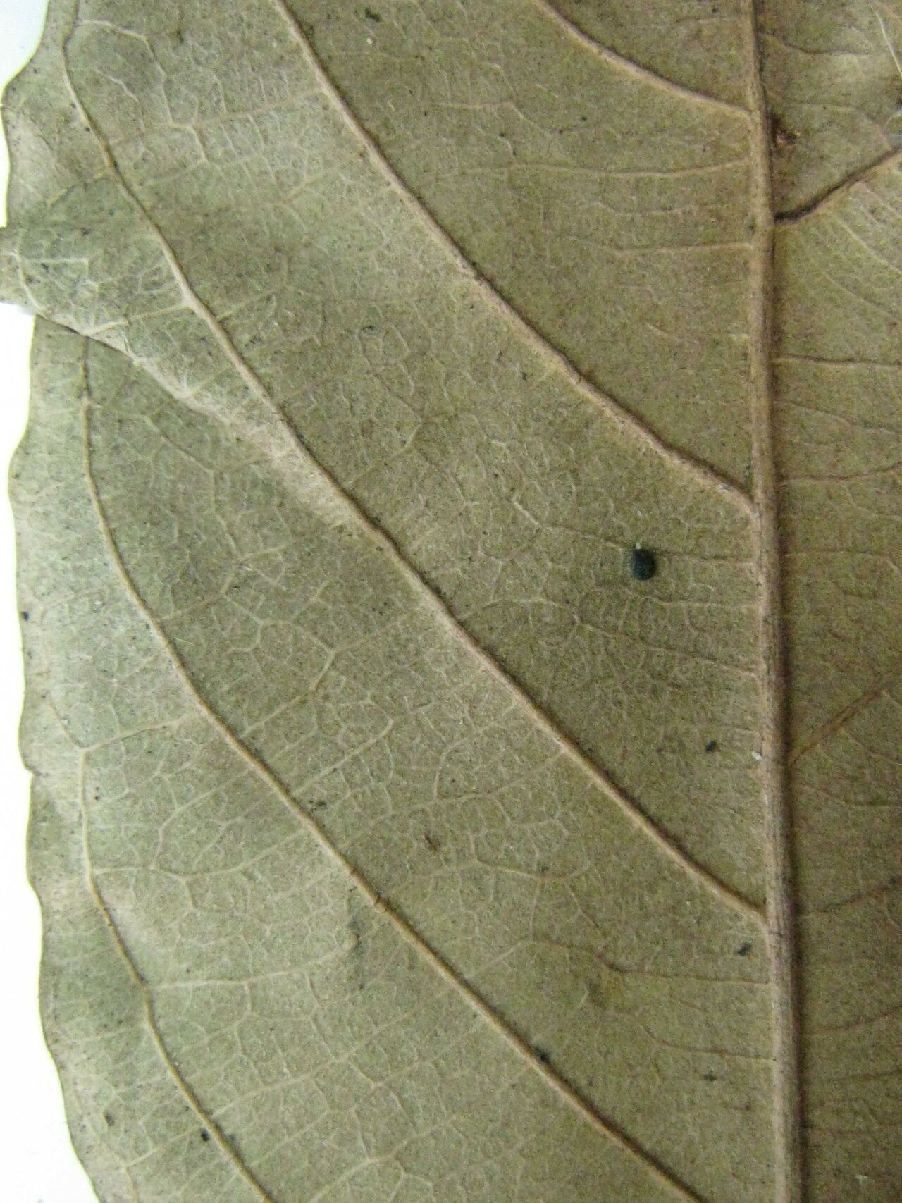 Licania maxima — houseplant care guide