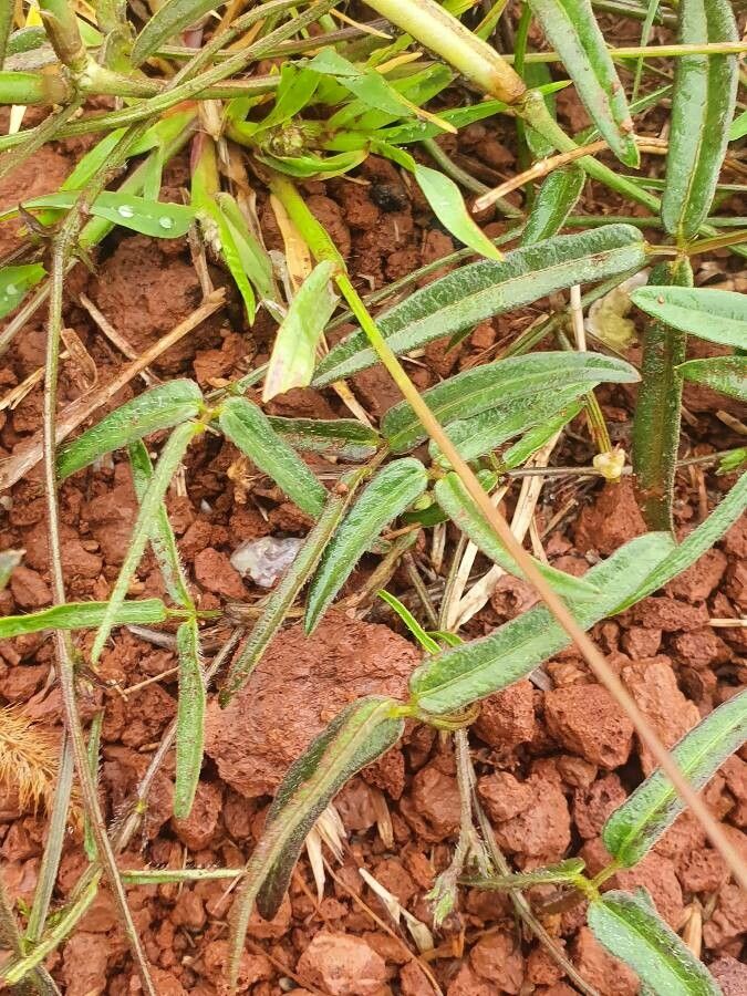 Vigna friesiorum — houseplant care guide