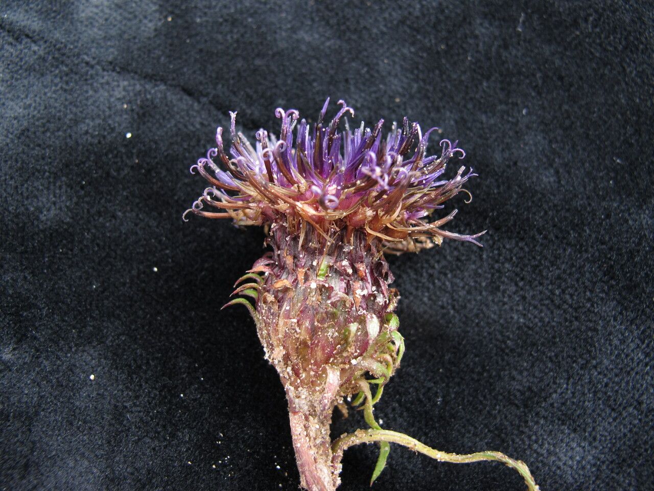 Saussurea leontodontoides fruit