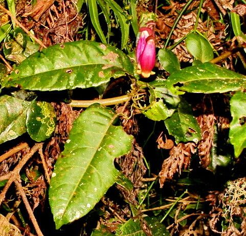 Kalanchoe porphyrocalyx — search result for 'Kalanchoe'