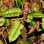 Kalanchoe porphyrocalyx