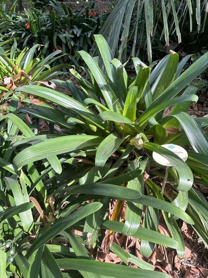 Alcantarea geniculata — related species from the same genus